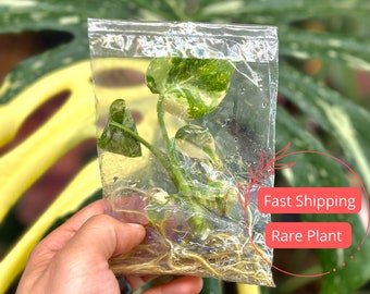 Monstera Thai Constellation Large Tissue Culture | Variegated Monstera Thai Constellation Starter Plant | Fully Rooted Monstera Plant | Albo