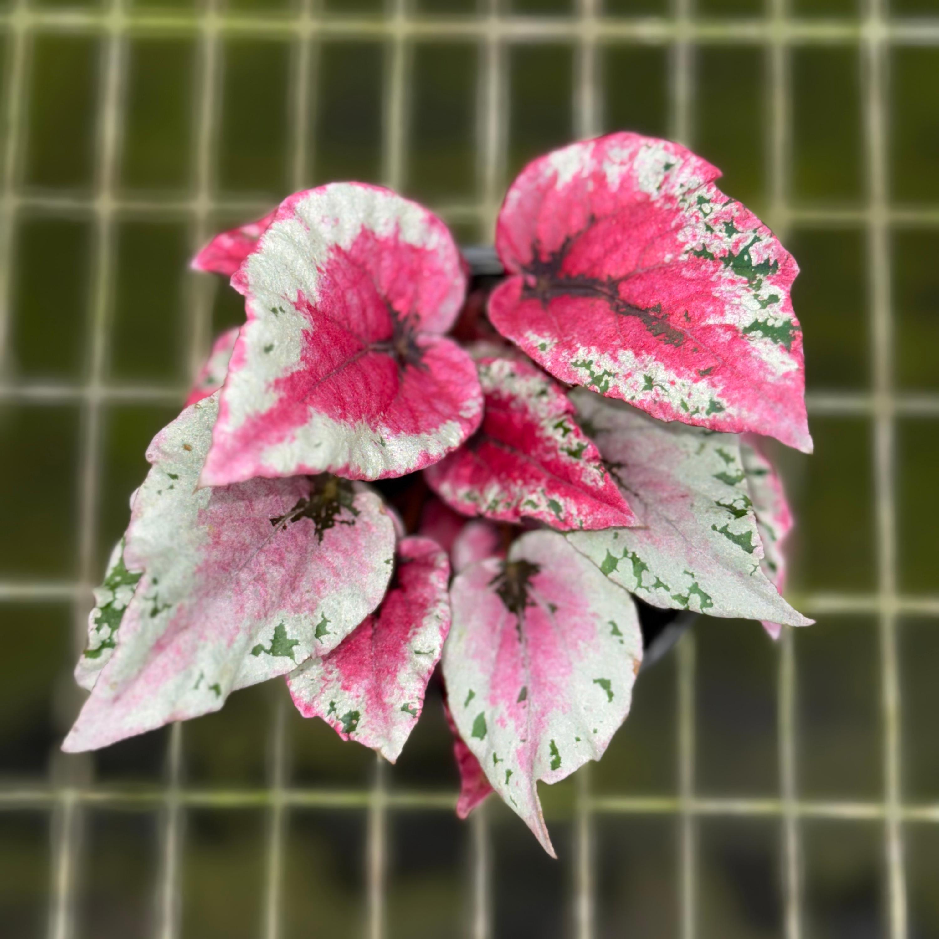 Begonia Maui Sunset Live Plant | Mature Begonias Rex Indoor