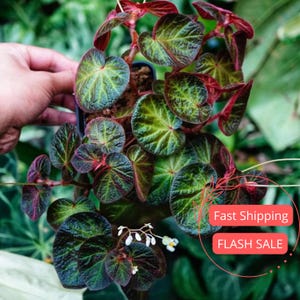 Puede incluir: Primer plano de una planta de Begonia con hojas redondas y texturizadas, verdes y rojas. Las hojas muestran venas prominentes. La planta está en maceta, con un fondo borroso.