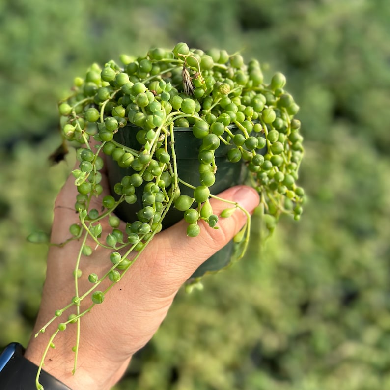 String of Pearls Live Plants Long String of Pearls Starter Plant Fully Rooted Senecio Rowleyanus Succulent Plant Gifts Houseplants image 6