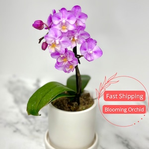 Blooming Orchid Plant Live Gifts for Mom | Orchid Plant in Pot | White Ceramic Planter Pot with Plants | Indoor Plants and Planters | Orchid