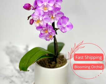 Blooming Orchid Plant Live Gifts for Mom | Orchid Plant in Pot | White Ceramic Planter Pot with Plants | Indoor Plants and Planters | Orchid