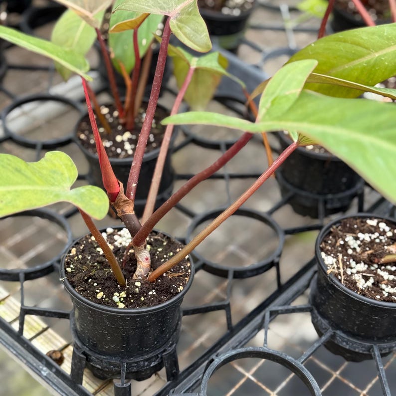 Philodendron Florida Plant - Thumbnail 4