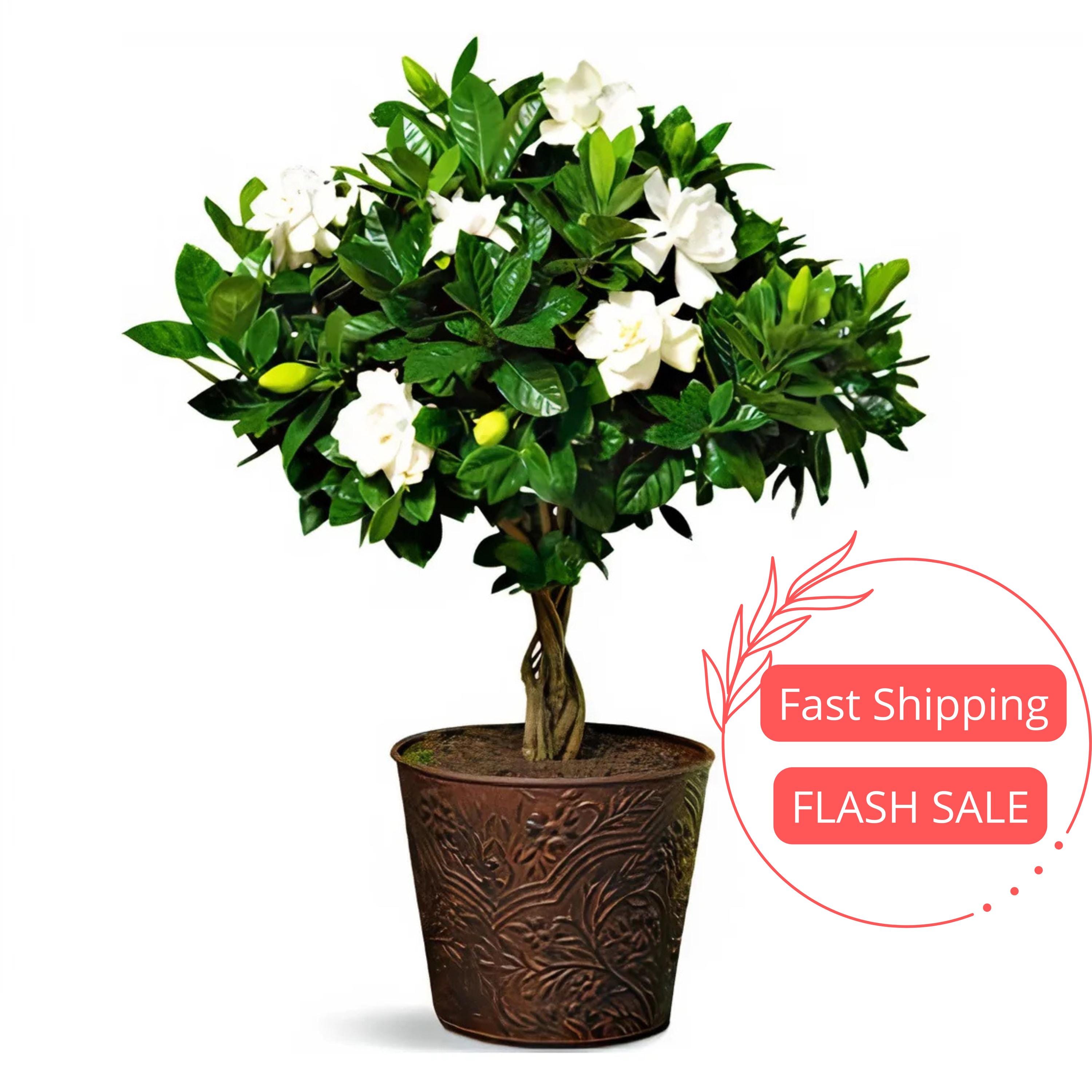 money tree plant pot Money Tree | Indoor Plants main image 1