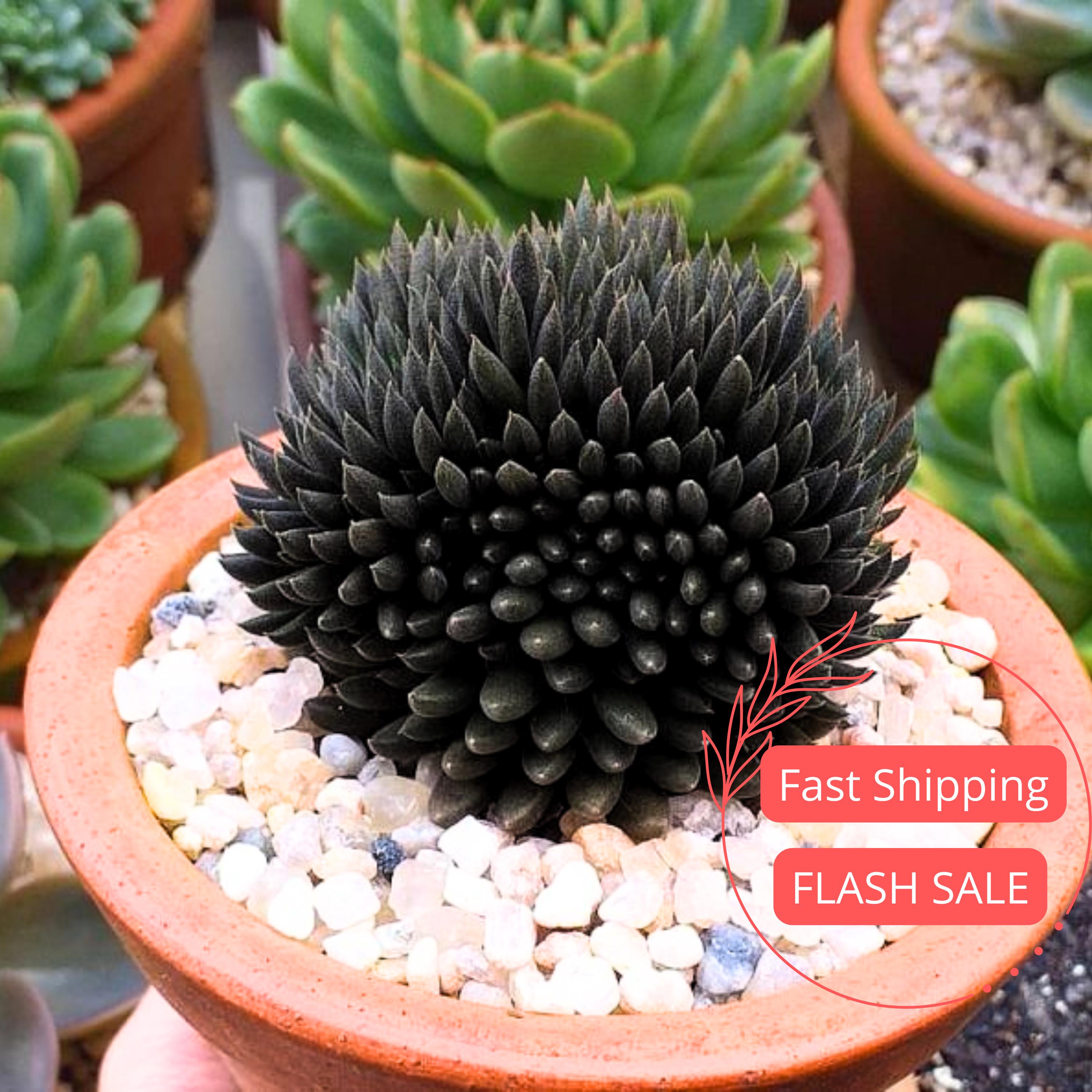 Black Sea Urchin Live Plant | Sinocrassula Yunnanensis Succulent