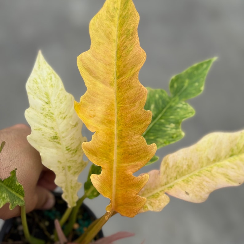 Philodendron Golden Serratum Marble Plant - Thumbnail 2