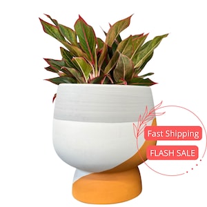 May include: A white and orange ceramic planter with a plant with green and red leaves. The planter has a wide base and a narrow top. The text "Fast Shipping" and "FLASH SALE" is visible in the image.