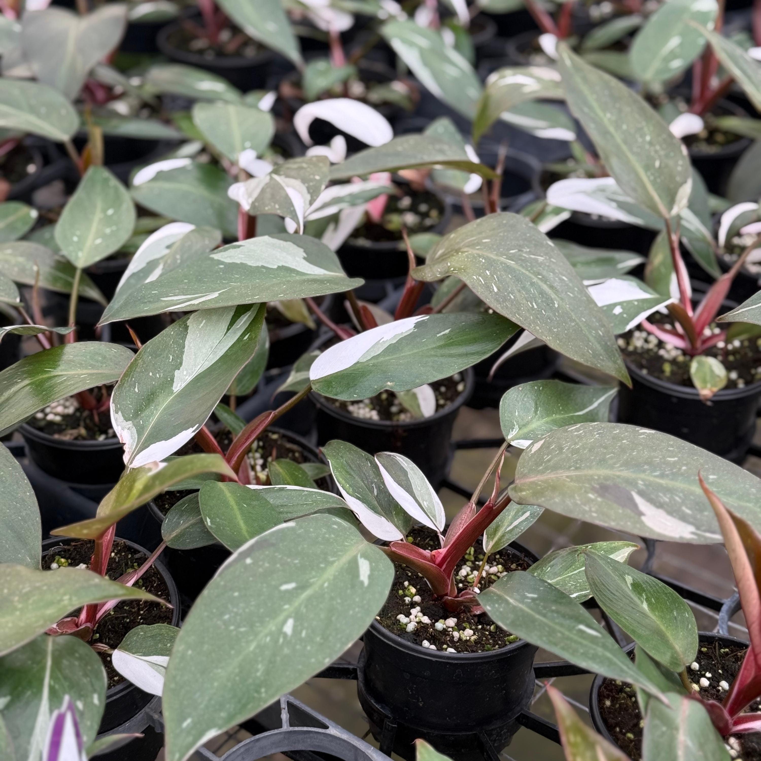 Philodendron Rd Anderson Philodendron Red Anderson Live Plant | Philodendrons House Plants ...