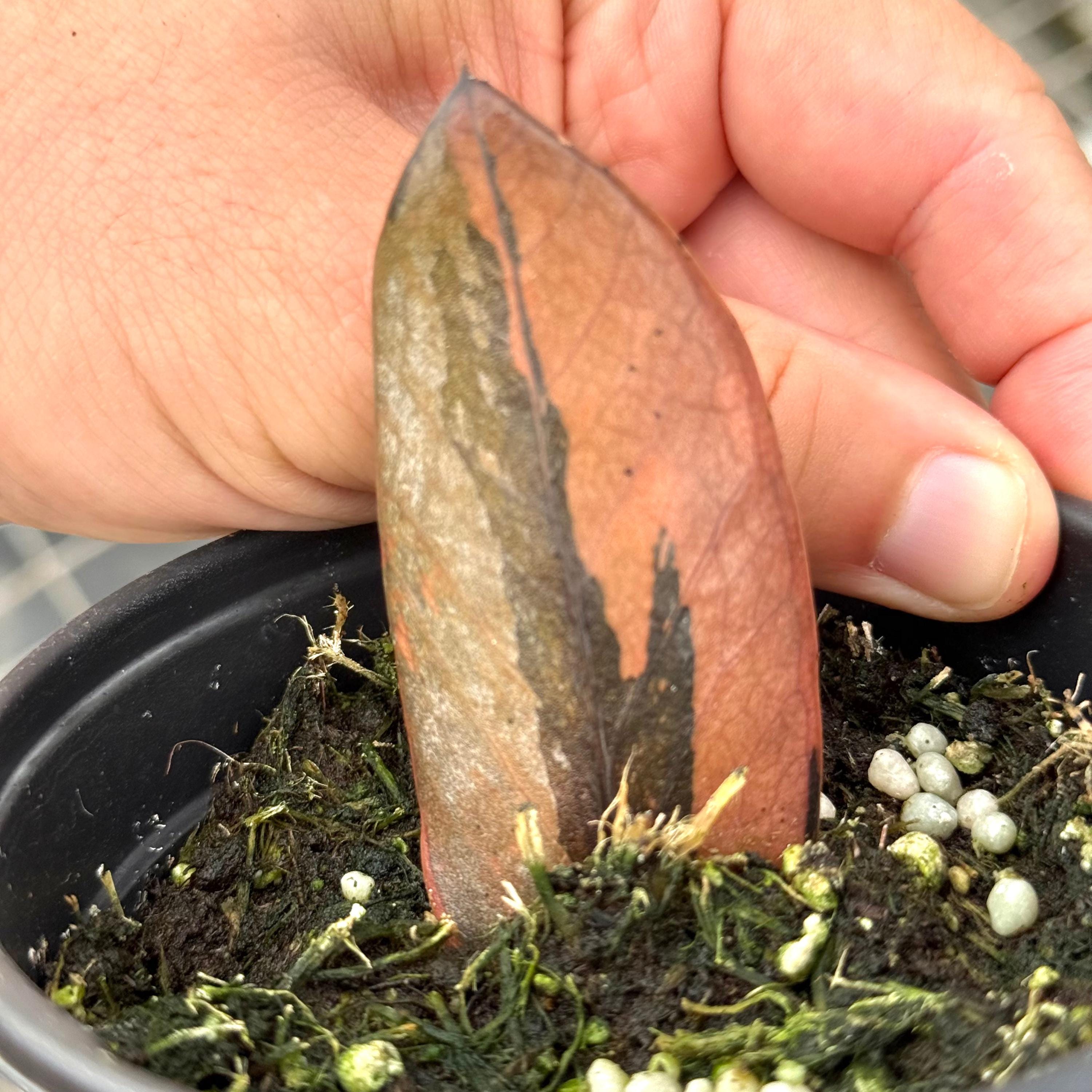 ZZ Plant Black Pink Variegated | Zamioculcas Zamiifolia Variegata