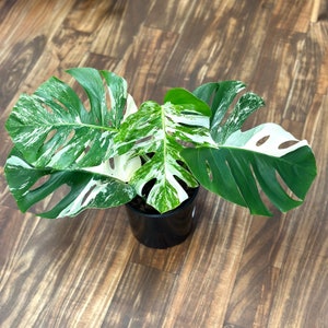 Monstera Albo Cutting Large Variegated Monstera Albo Starter Plant White Albo Monstera Plant Rare Plants Houseplants Plant Gifts 画像 10