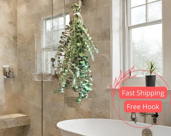 Fresh Eucalyptus Shower Bundle | Indoor House Plants for Bathroom | Fresh Eucalyptus Houseplants | Aromatherapy | Stress Relief Plant Gifts