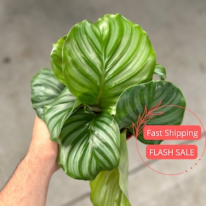 Lush Calathea Orbifolia Plant| Calathea Orbifolia Starter Plant | Rooted Calathea Prayer Plant | Pet Safe Indoor Houseplants | Plant Gifts