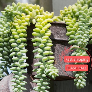 Burros Tail | Donkeys Tail | Burros Tail Succulent Plant | Donkeys Tail Hanging Succulents | Indoor Houseplanst | Full Starter Plants