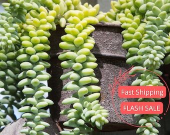 Burros Tail | Donkeys Tail | Burros Tail Succulent Plant | Donkeys Tail Hanging Succulents | Indoor Houseplanst | Full Starter Plants