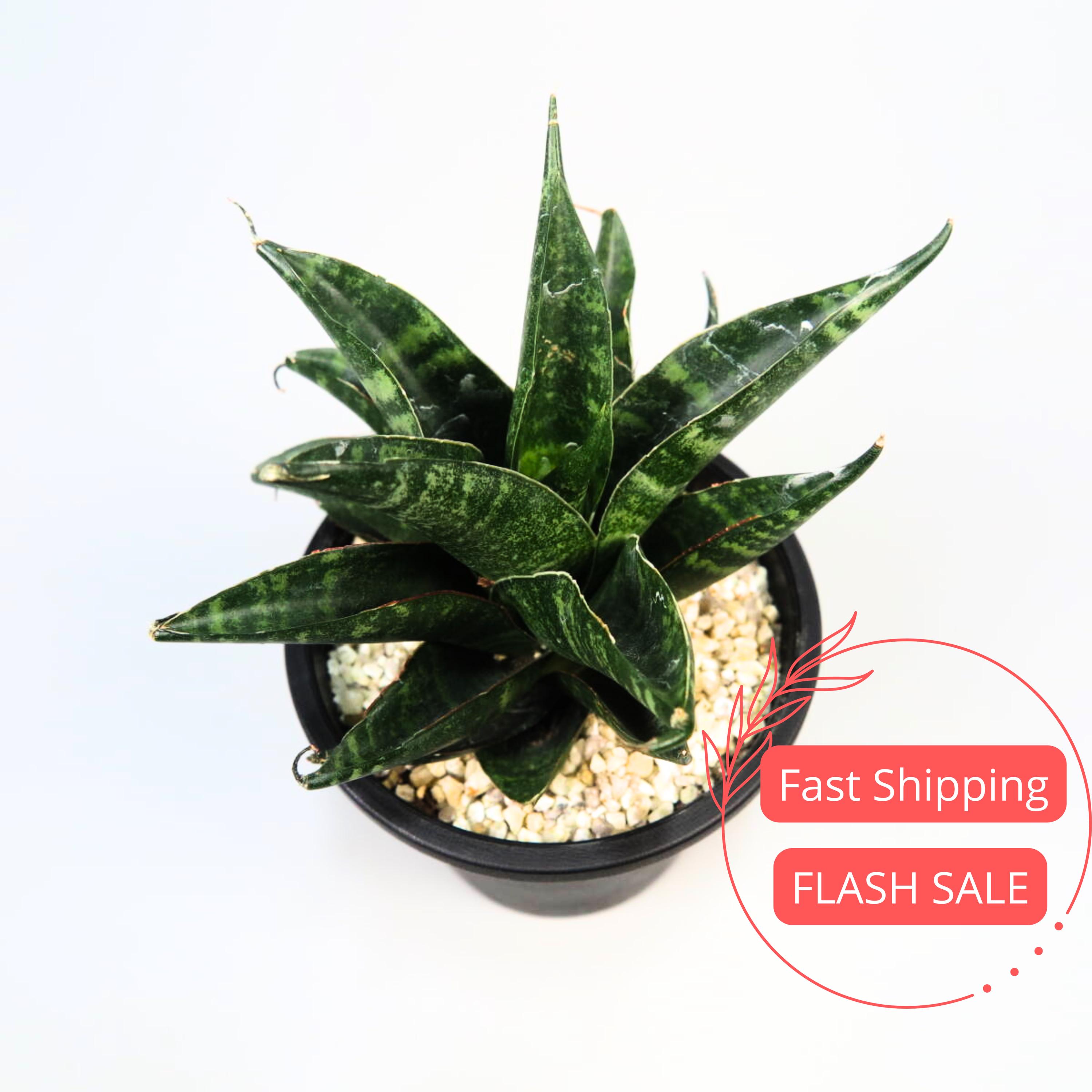 marble queen pothos light Marble Queen Pothos