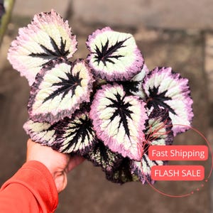 May include: Close-up of a Begonia plant with large, textured leaves. The leaves have a striking pattern of white, black, and pink hues. The plant's leaves are held in a hand. The plant is a houseplant.
