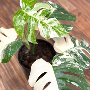 Monstera Albo Cutting Large Variegated Monstera Albo Starter Plant White Albo Monstera Plant Rare Plants Houseplants Plant Gifts image 7