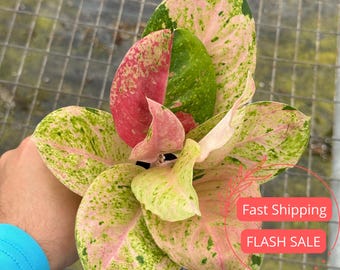 US Seller Fully Rooted Aglaonema Pink Banana Matured Size Indoor