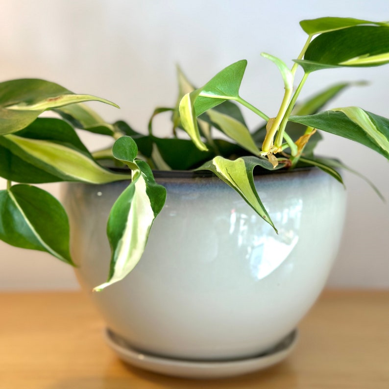 Beige Sand Glazed Planter With Attached Saucer Plant Pot With Drainage