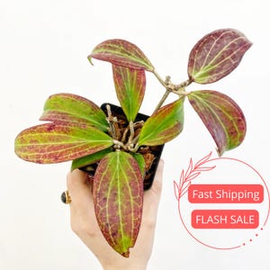 Hoya Polyneura 