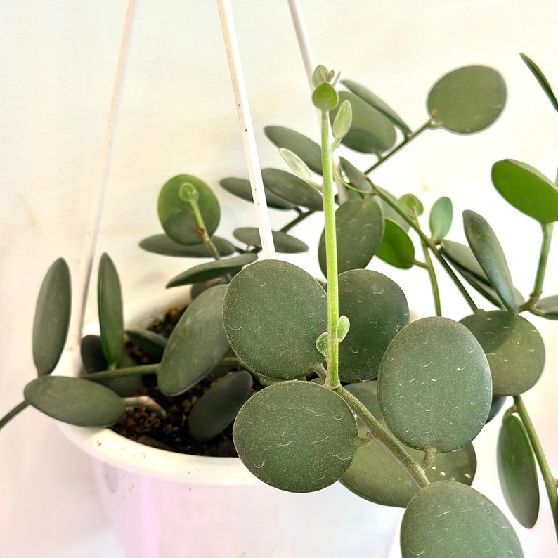 NYCitySucculents Silver Dollar Vine Succulent
