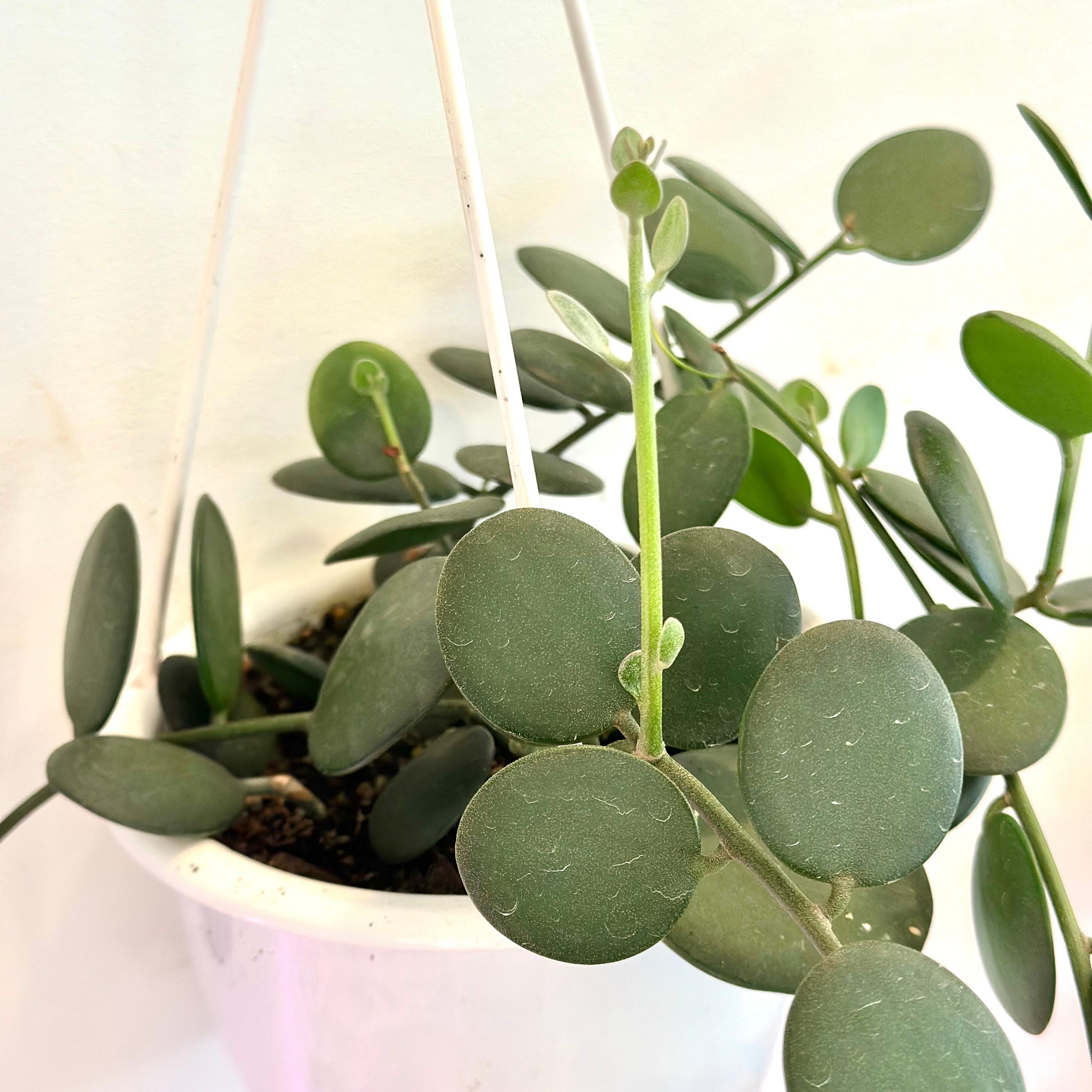 Silver Dollar Vine Succulent Plants | String of Nickels Plant