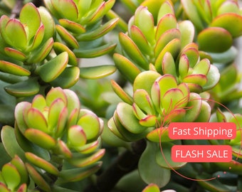 Jade Plant | Crassula Ovata | Jade Succulent Plant | Succulent Houseplant | Starter Plants | Sun Loving Succulents | Indoor Houseplants