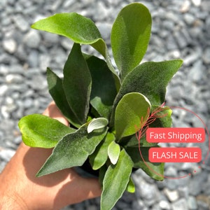 Staghorns Fern Large | Fully Rooted Staghorn Fern Plant Live | Stag Horn Fern Starter Plant Super Full | Houseplants | Indoor Plants Gifts