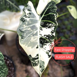 Alocasia Frydek Variegated Beautiful Tissue Culture | Variegated Alocasia Frydek Starter Plant | Fully Rooted Alocasia Plant | Albo