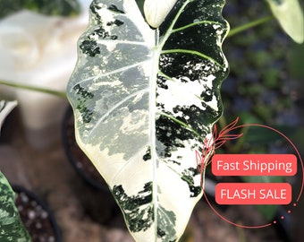 Alocasia Frydek Variegated Beautiful Tissue Culture | Variegated Alocasia Frydek Starter Plant | Fully Rooted Alocasia Plant | Albo