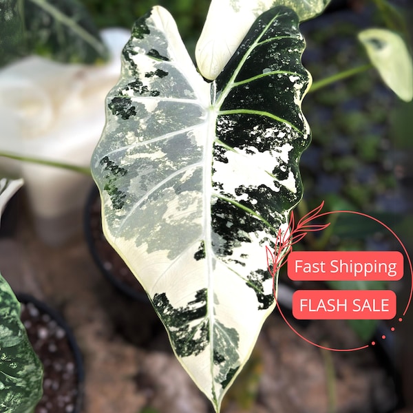 Alocasia Frydek Variegated Beautiful Tissue Culture | Variegated Alocasia Frydek Starter Plant | Fully Rooted Alocasia Plant | Albo