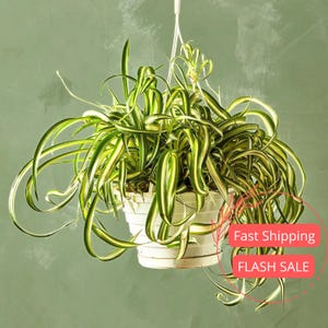 Bonnie Spider Live Plant | Chlorophytum Bonnie Curly Spider Plant | Hanging Indoor Houseplants | Tropical House Plants Gift for Beginner