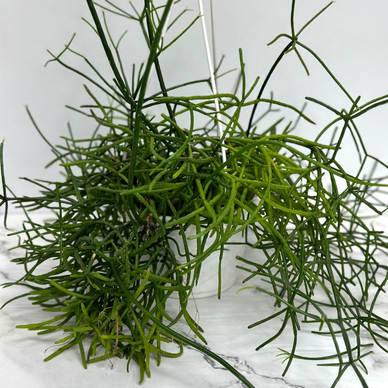 Rhipsalis Burchellii Mistletoe Cactus