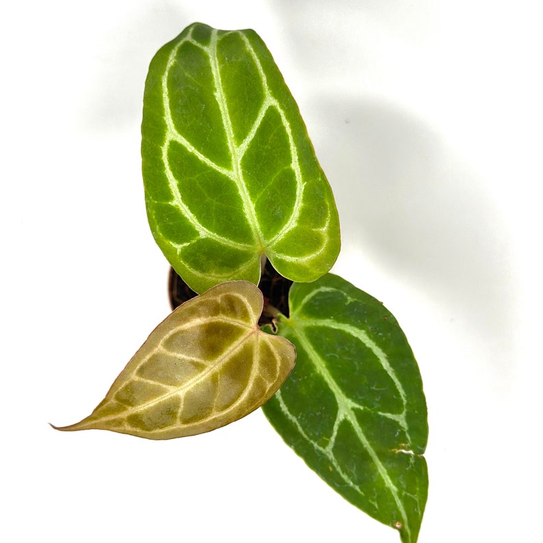 NYCitySucculents Anthurium Crystallinum - Thumbnail 2