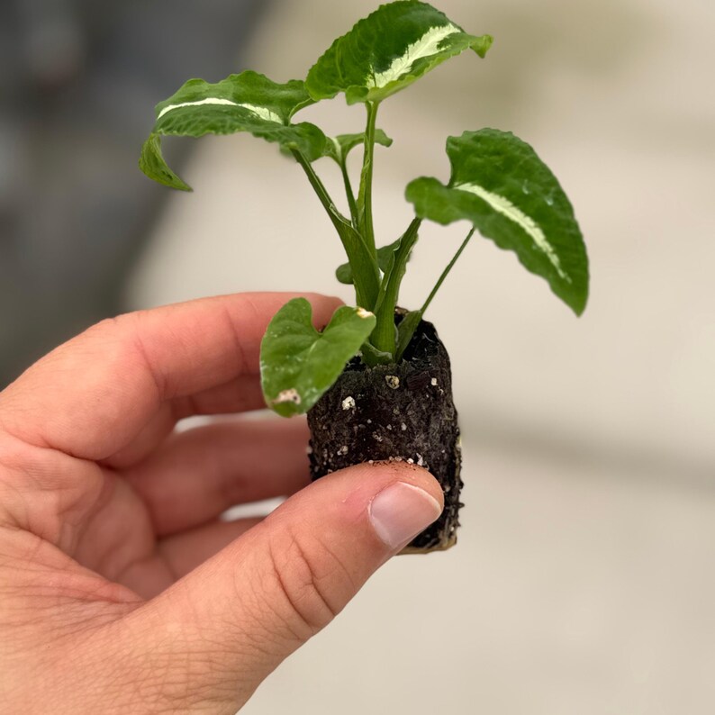 Syngonium Wendlandii Plant