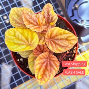 May include: A potted Peperomia plant with large, textured leaves in shades of yellow and orange. The plant is in a small, red pot, and the leaves have prominent veins. The image also includes text that says "Fast Shipping" and "FLASH SALE".