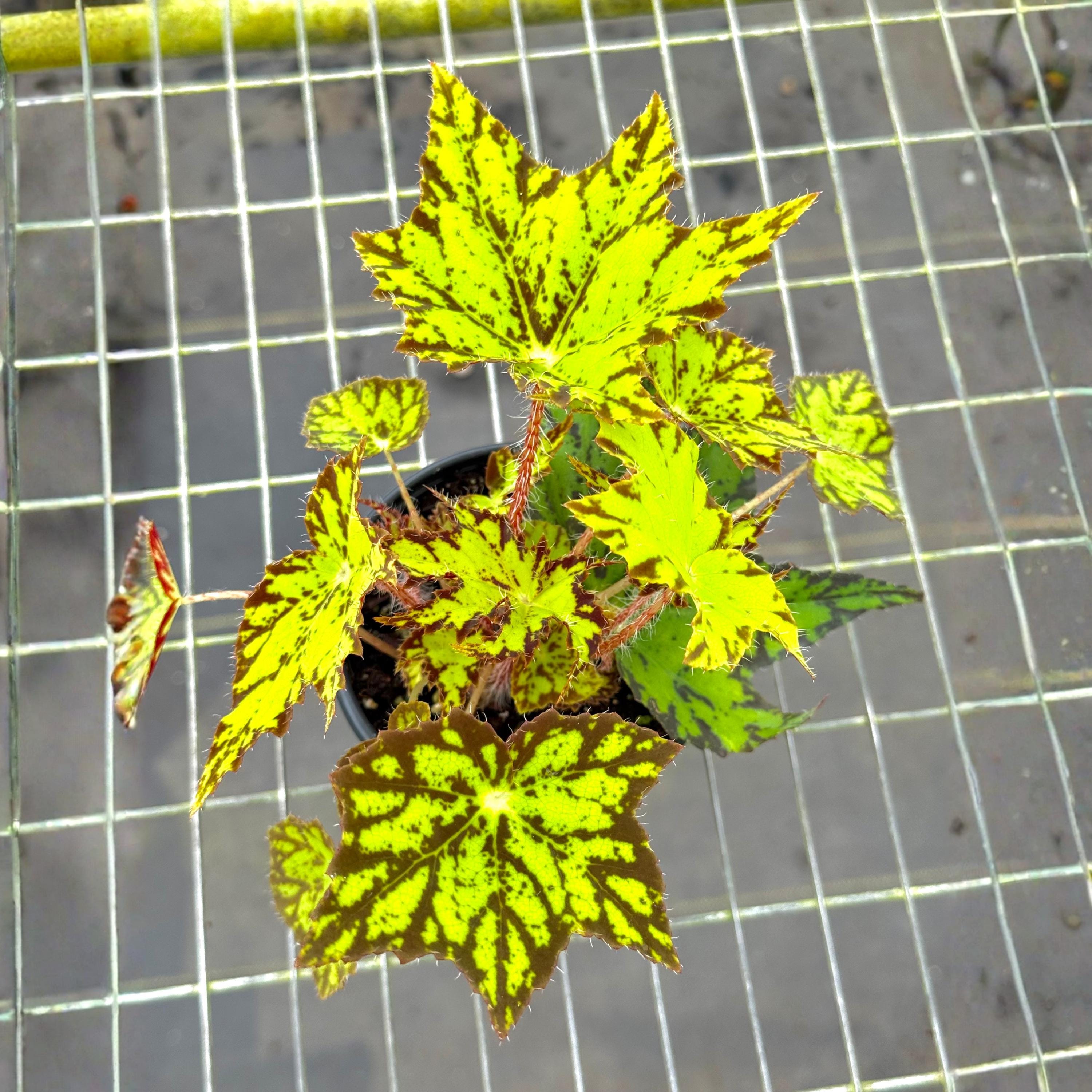 Begonia Geometry Live Plant | Mature Begonias Rex Indoor | Variegated ...