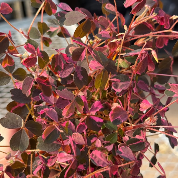 Oxalis Plum Crazy Live Plants | Variegated Shamrock Plant | Oxalis