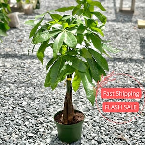 money tree plant for sale Money Tree – Chicago Plants main image 0