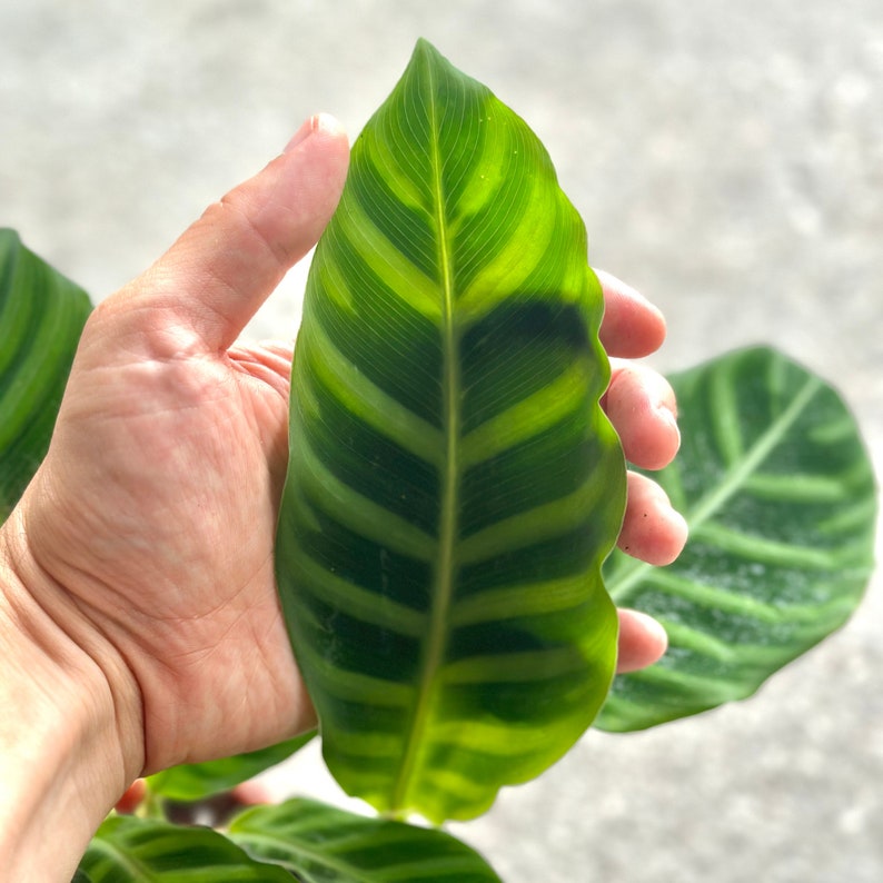 NYCitySucculents Calathea Zebrina - Thumbnail 5