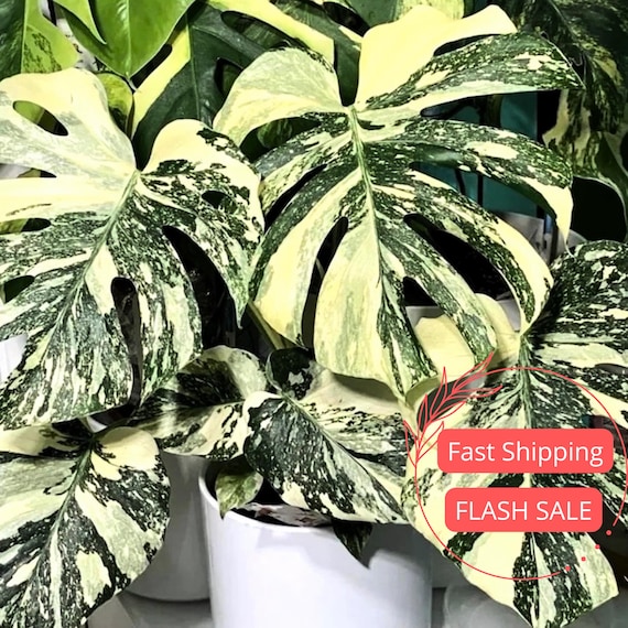 Monstera Thai Constellation Live Plant | Variegated Thai Constellation Monsteras Starter Plants | Rooted Indoor Outdoor Houseplants | Albo