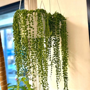 String of Pearls Live Plants Long String of Pearls Starter Plant Fully Rooted Senecio Rowleyanus Succulent Plant Gifts Houseplants image 4