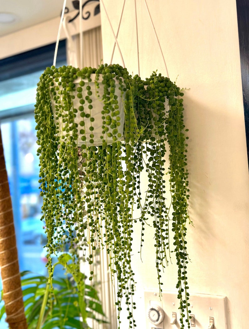 String of Pearls Live Plants Long String of Pearls Starter Plant Fully Rooted Senecio Rowleyanus Succulent Plant Gifts Houseplants image 4