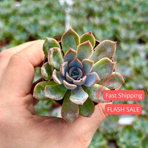 Echeveria Orion Succulent | Echeveria Succulent Plants | Indoor Succulents | Echeveria Variegated | Succulent Cuttings | Succulent in Pots