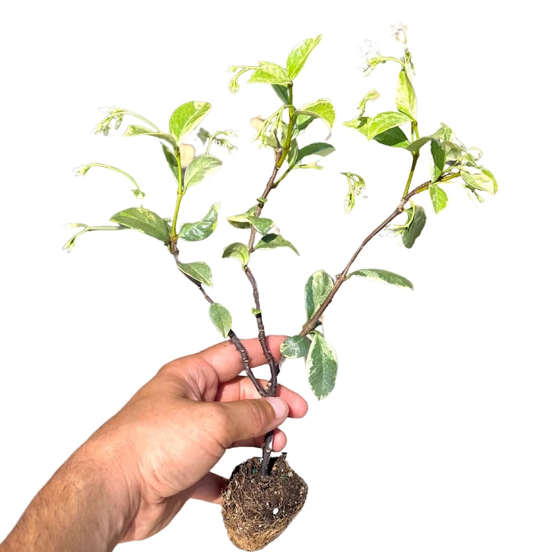 NYCitySucculents Jasmine Plant - Thumbnail 2