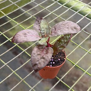 Puede incluir: Una peque&ntilde;a planta en maceta con hojas grandes y texturizadas en tonos borgo&ntilde;a oscuro y verde. La planta tiene un tallo rojizo y est&aacute; en una maceta de pl&aacute;stico marr&oacute;n. La planta est&aacute; sobre una rejilla met&aacute;lica.