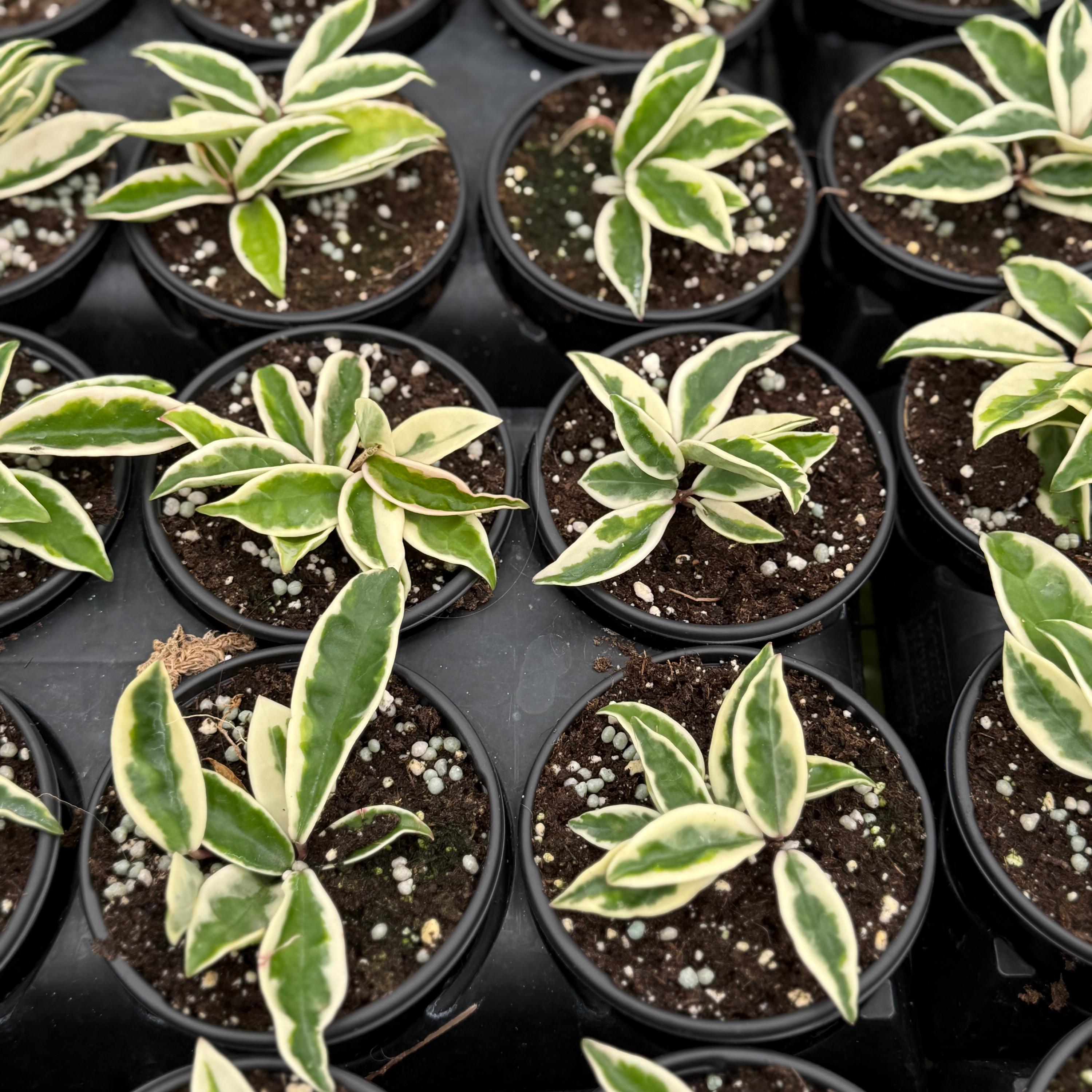 Hoya Krinkle 8 Albo Marginata Live Plant | Hoya Cuttings Starter