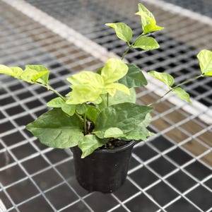 May include: A small potted plant with vibrant green and yellow leaves. The plant is in a black plastic pot, set against a metal grid background. The leaves have a mix of light and dark green hues.