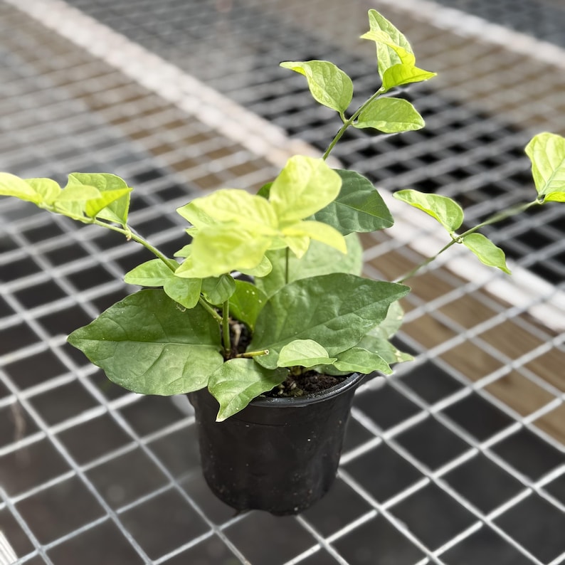 May include: A small potted plant with vibrant green and yellow leaves. The plant is in a black plastic pot, set against a metal grid background. The leaves have a mix of light and dark green hues.