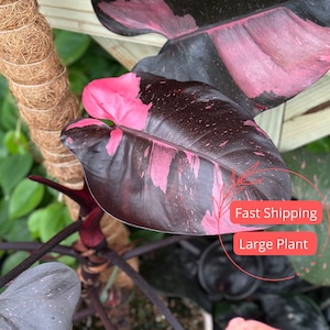 Large Philodendron Pink Princess | Philodendron Black Cherry Pink Princess Starter Planter Plant | Pink Princess Philodendron | Rare Plants